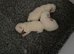 3 ragdoll/ Siamese kittens