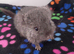 Female Baby Royal Persian Angora Chinchilla