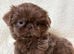 Shihtzu puppies (imperial)
