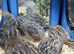 Female japanese quail