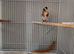 Gold finch