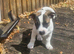 12 week old male