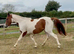 Beautiful coloured filly
