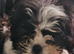 Boy lhasa apso