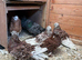 2 pairs of fancy frillback pigeons