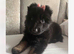 future protectors-chunky german Shepard puppies