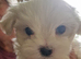 Marvellous Maltese Pups