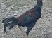 Shamo stag 11 months old