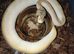 Royal Python babies