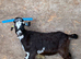 Castrated male pygmy goat 8 months