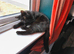 Beautiful Bombay young Cat needs a good home with outdoor space
