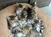 4 male Bengal x kittens for sale