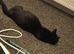 Kittens for sale