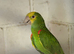 Bonded pair double yellow headed Amazons