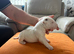 beautiful litter with champion blood lines