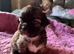 6 beautiful puppys