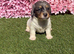 Miniature Daschund