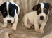 Beautiful jack Russell pups - ready Friday