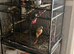 breeding pair conures with set up