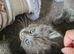 Maine coon ragdoll kittens