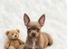 Stunning lilac chihuahua puppy girl.