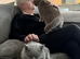 Champion line BSH KITTENS