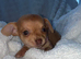 Our beautiful chiweenies