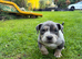 American bully