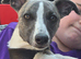 KC reg male whippet