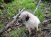 Border terrier bitch 4/5 years old.