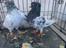 I have three Highflyer for sale