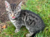 Silver tabby kittens