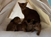 Abyssinian Sorrel kiteen Girl