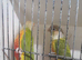 Pineapple conures