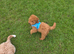 Male mini poodle
