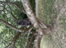 Great grey 3 month owl.