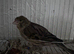 Young male