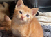4 Gorgeous Ginger Kittens