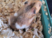 Frendy hamster