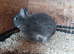 Netherland dwarf rabbits
