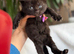 Adorable British Shorthair. Delivery available Now!