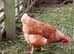 Chickens - Point of Lay Lohman -  Excellent  brown egg layers