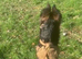 German Shepherd female