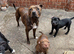 Staffy puppies