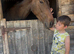 Teens fun horse needs new home
