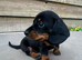 KC Miniature Dachshund Smooth Girl PRA Clear
