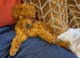 Miniature toy poodle