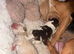 Beautiful JackChi puppies ️