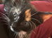 Adorable female tortoiseshell kitten