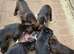 Cocky Boxer puppies